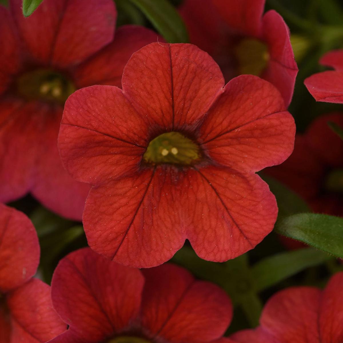 Calibrachoa MiniFamous Uno Red 4''
