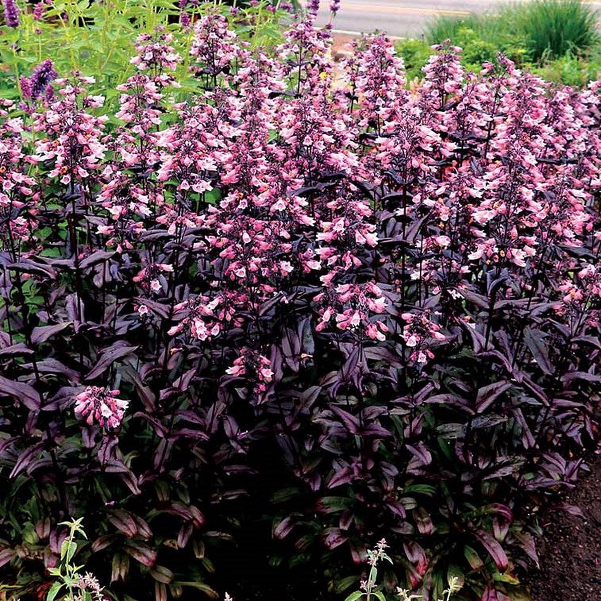 Dakota Burgundy Penstemon (Penstemon dakota 'Burgundy') - 1 gallon