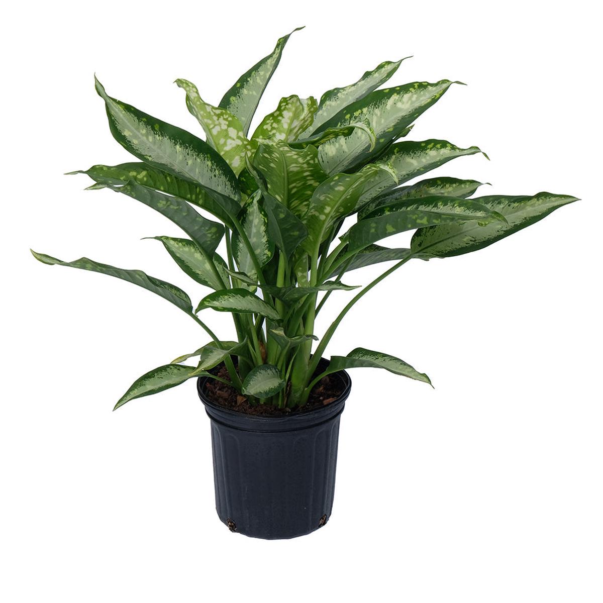 Dieffenbachia Panther