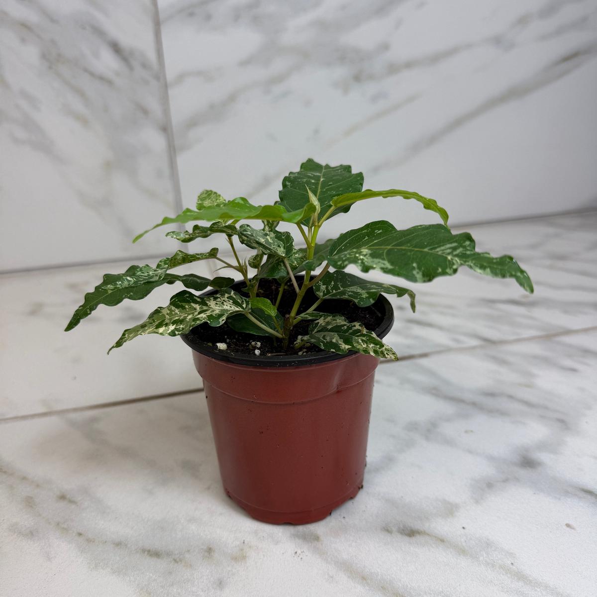 Ficus Cotton Color, 4" Plant