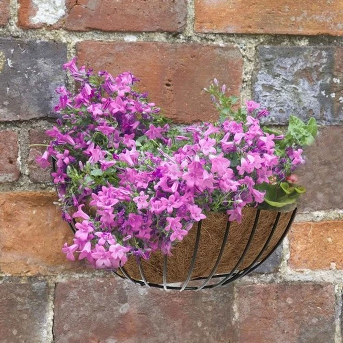 Hanging Garden Flower Basket Wall Mounted Trough 16'' Pre Lined Plant Outdoor