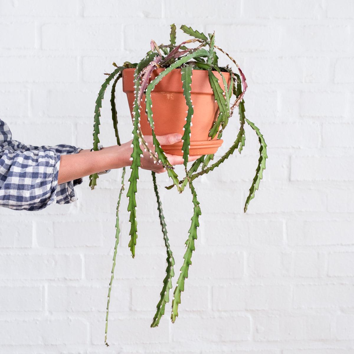 Hurricane Cactus