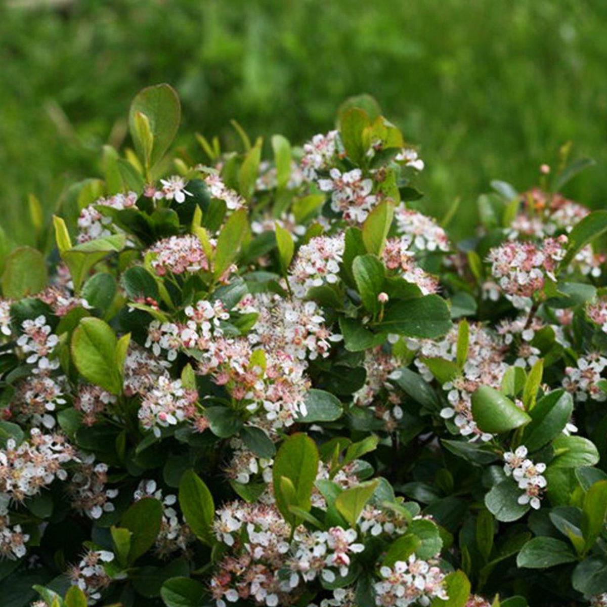 Low Scape Mound Chokeberry PW # 2 PW Cont
