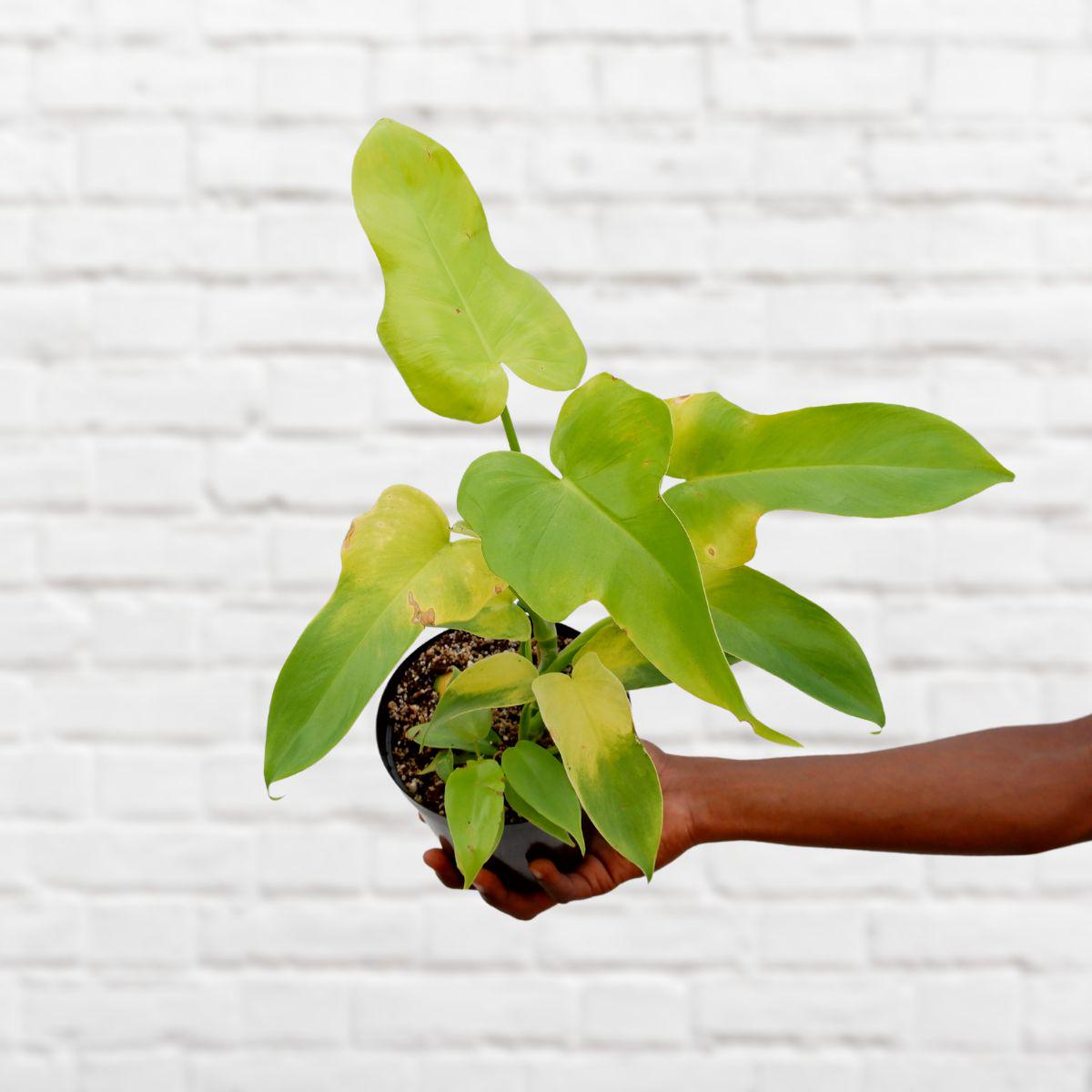 Philodendron - Golden Violin