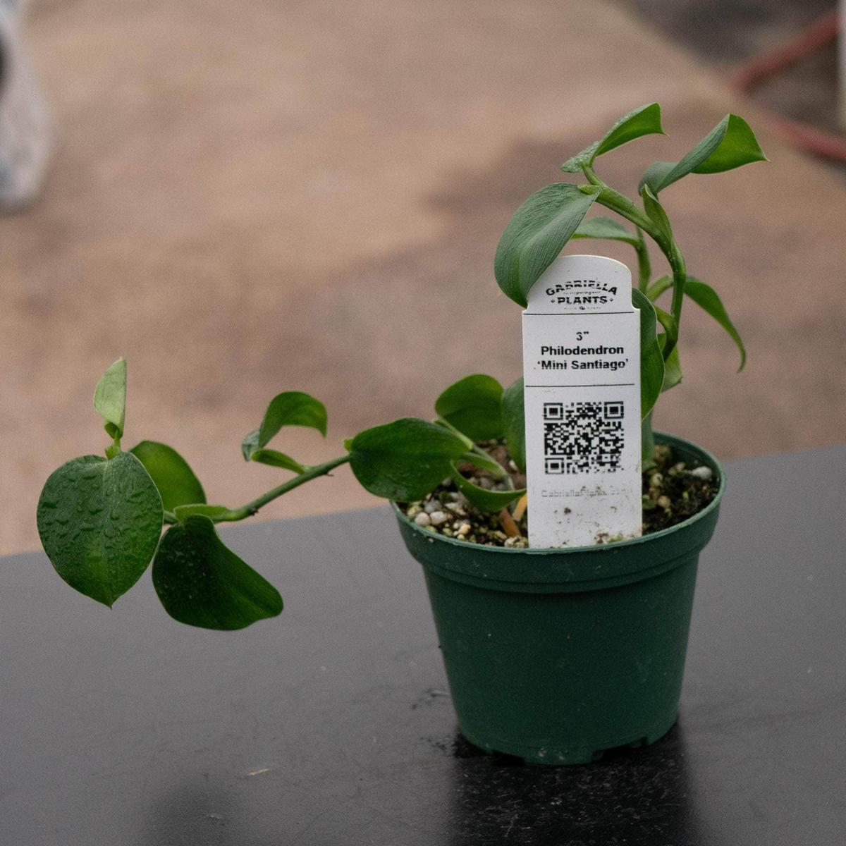 Philodendron Mini Santiago
