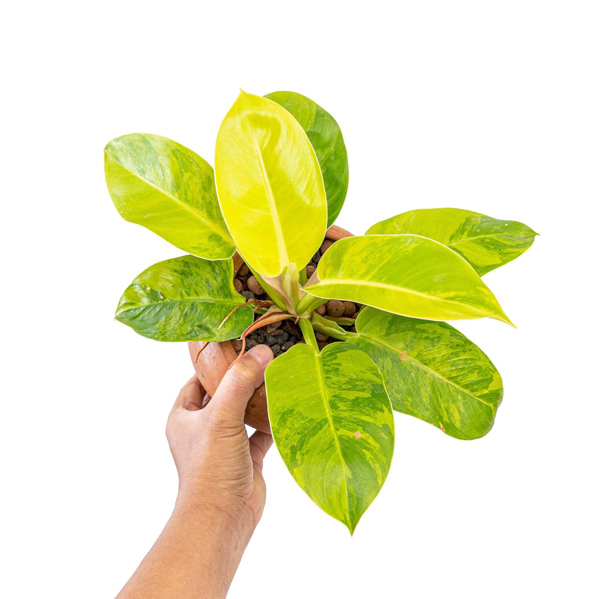 Philodendron moonlight variegated