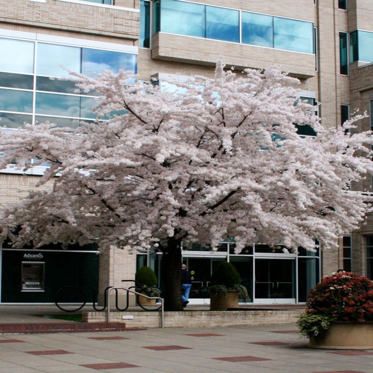 Prunus 'Yoshino' | Weeping Flowering Cherry