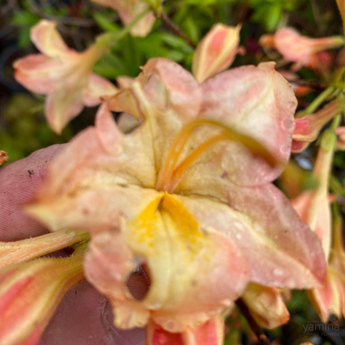 Rhododendron 'Buzzard