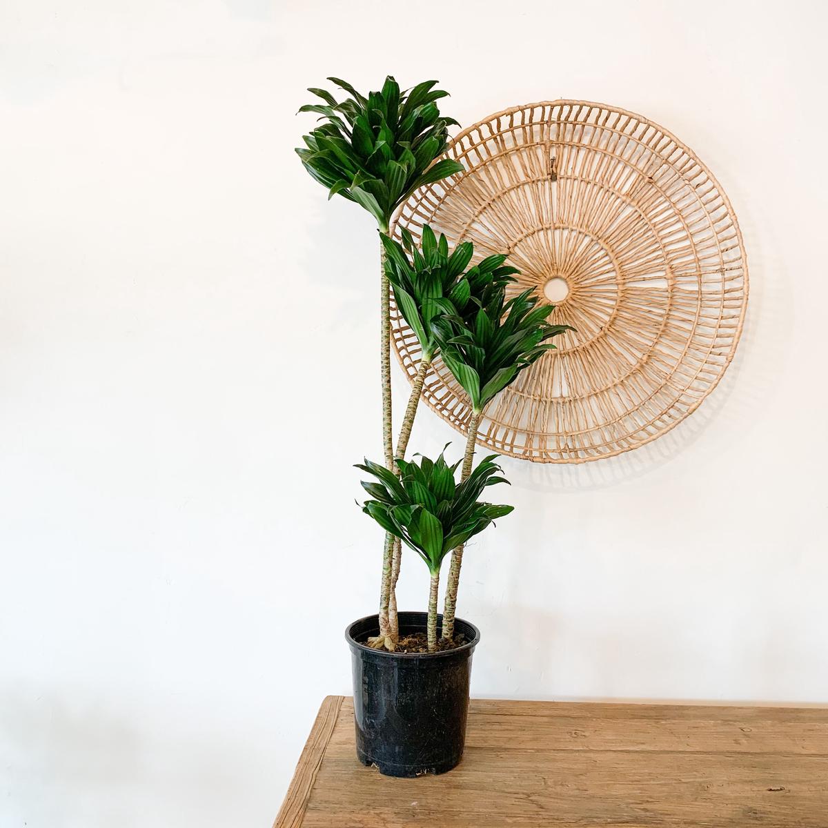 2 Gallon Dracaena Janet Craig