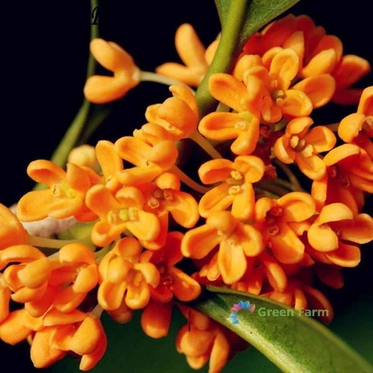 20 Seeds Osmanthus Fragrant Olive Sweet Gold Delicate Spicy Aroma Popular Plants