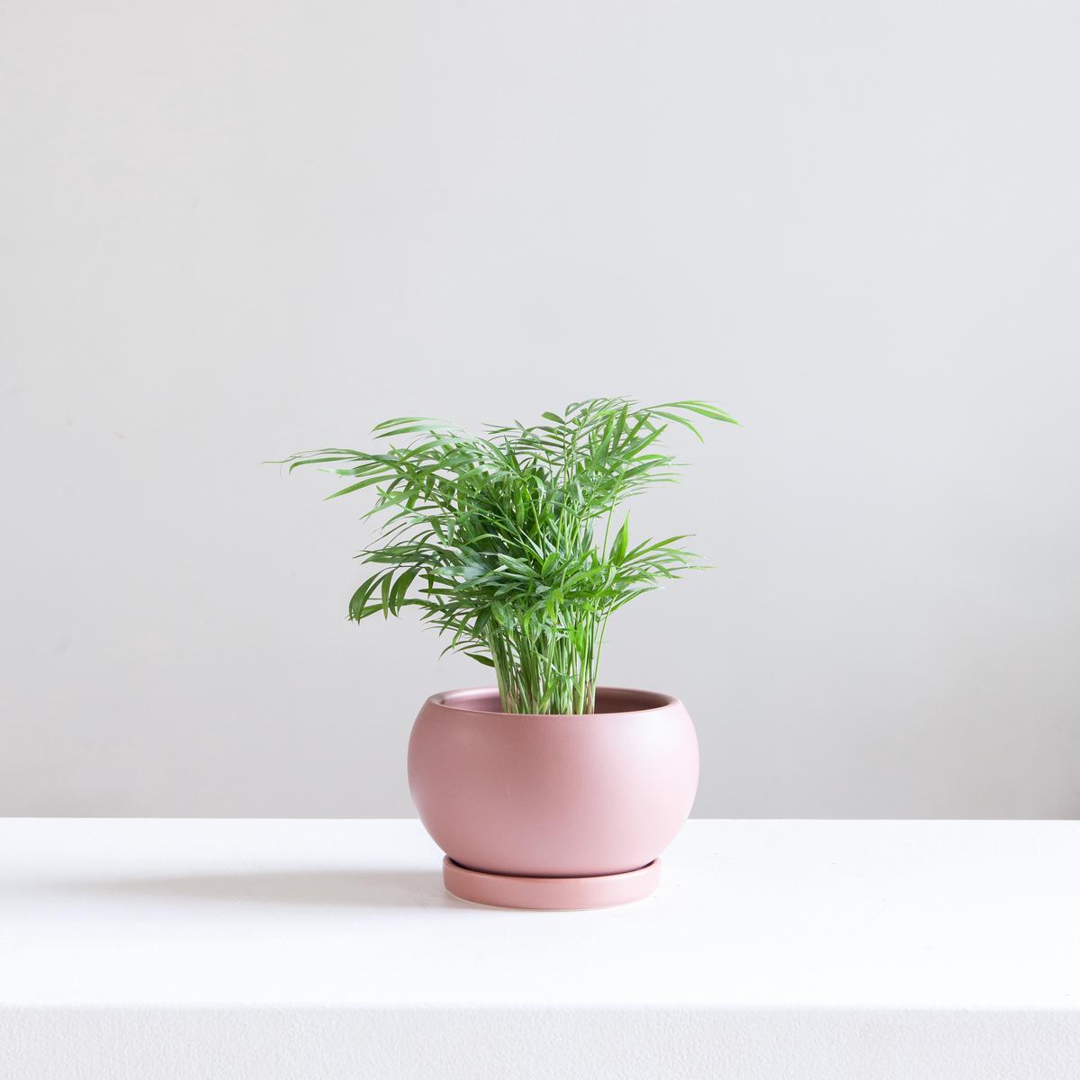 6 Inch MOMMA POTS BOLL - DUSTY ROSE