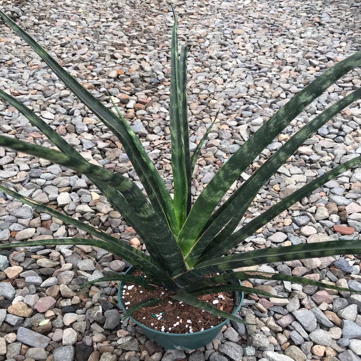 6" Sansevieria Fernwood Mikado