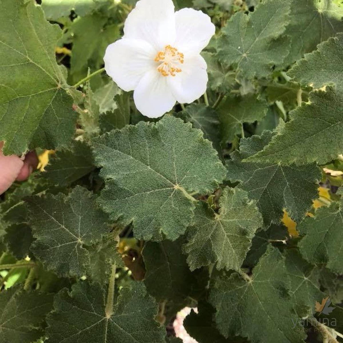 Abutilon vitifolium Album