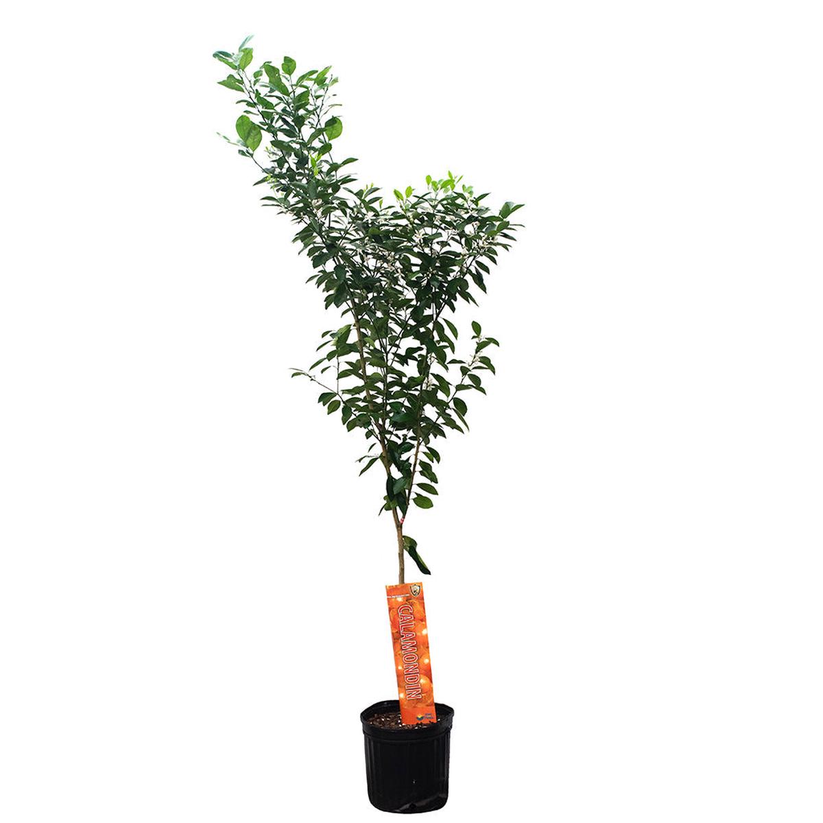 Citrus Microcarpa/Calamondin 10"