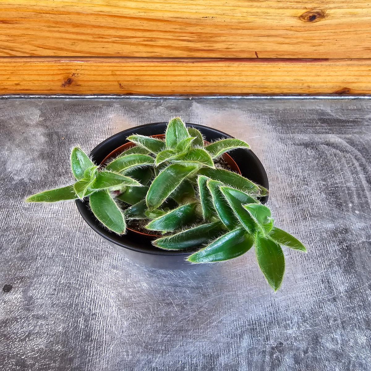 Cyanotis Somaliensis, 2" Plant