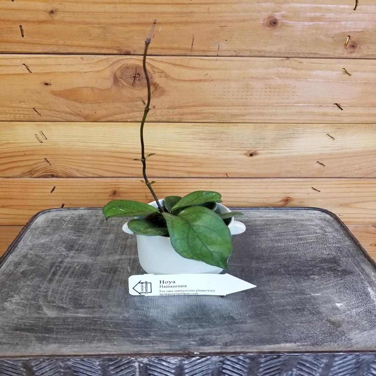 Hoya Hainanensis, 2" Plant