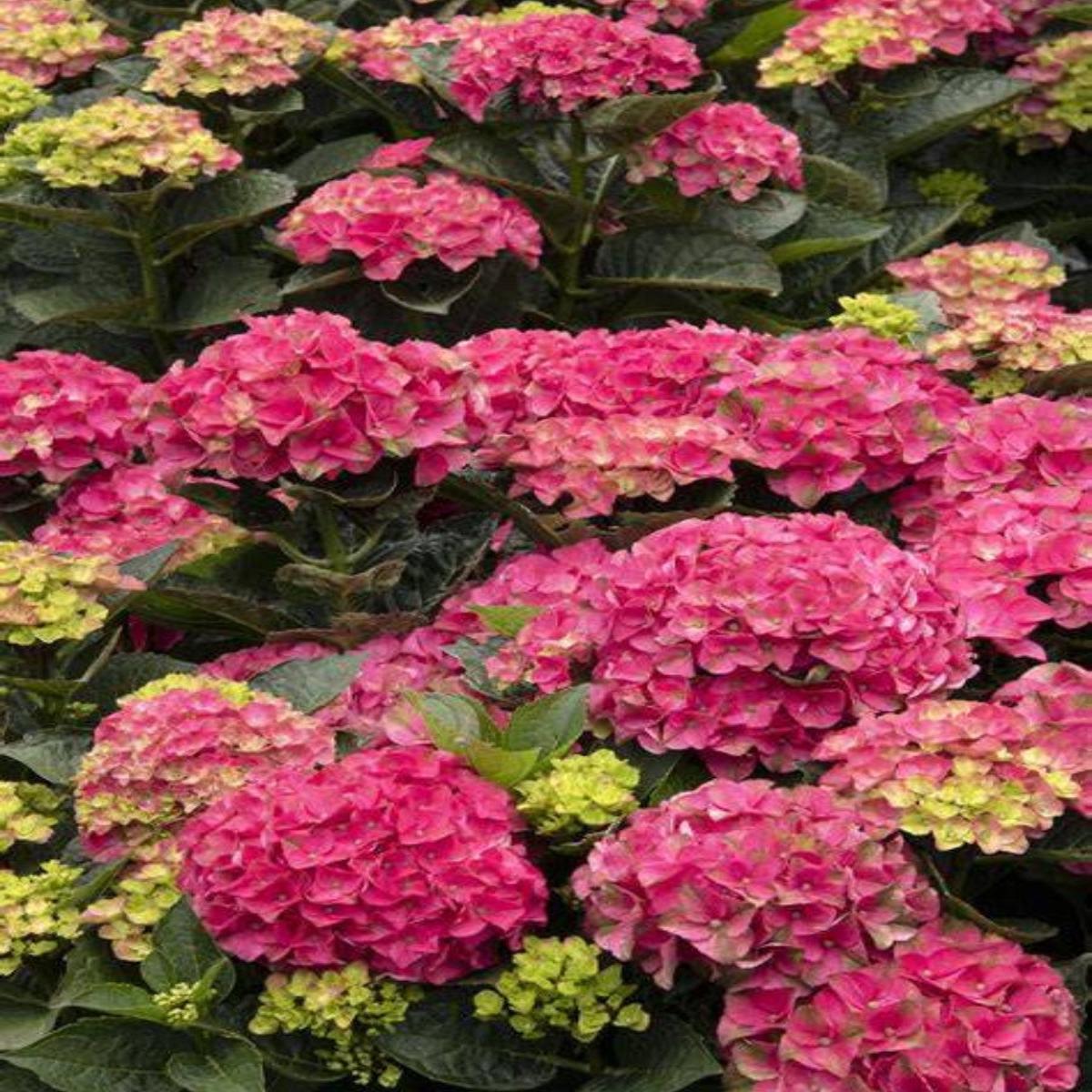 Hydrangea macrophylla 'Martha's Vineyard' 2G