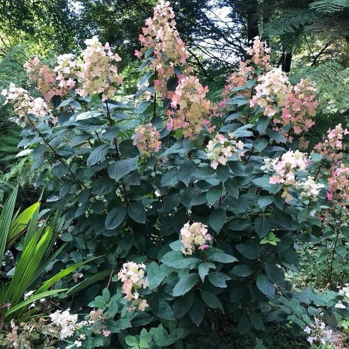 Hydrangea paniculata Floribunda
