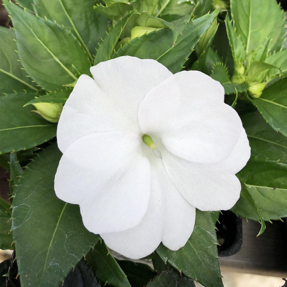 Impatien New Guinea Sonic White