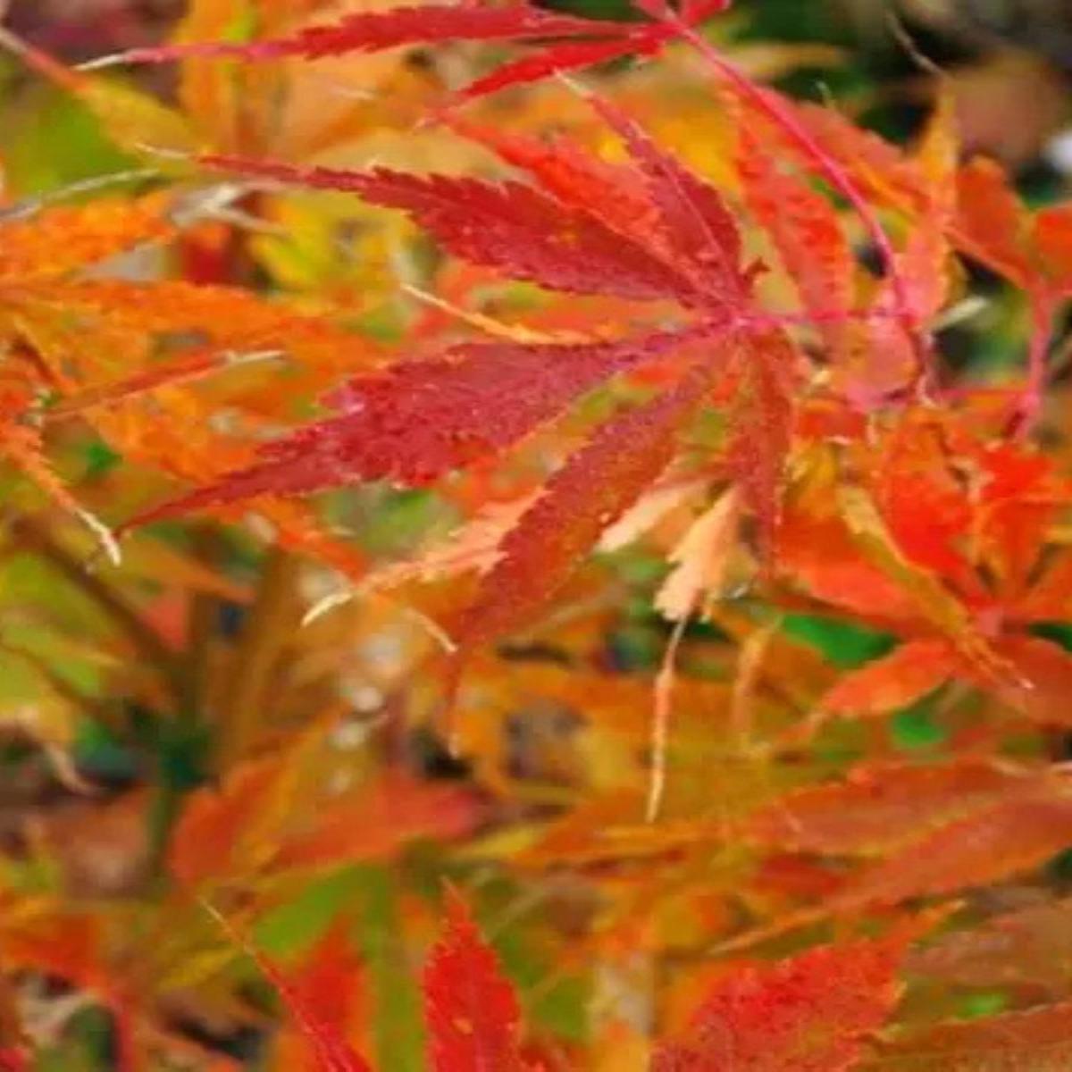 Japanese Maple | Acer palmatum 'Orange Flame' 1G