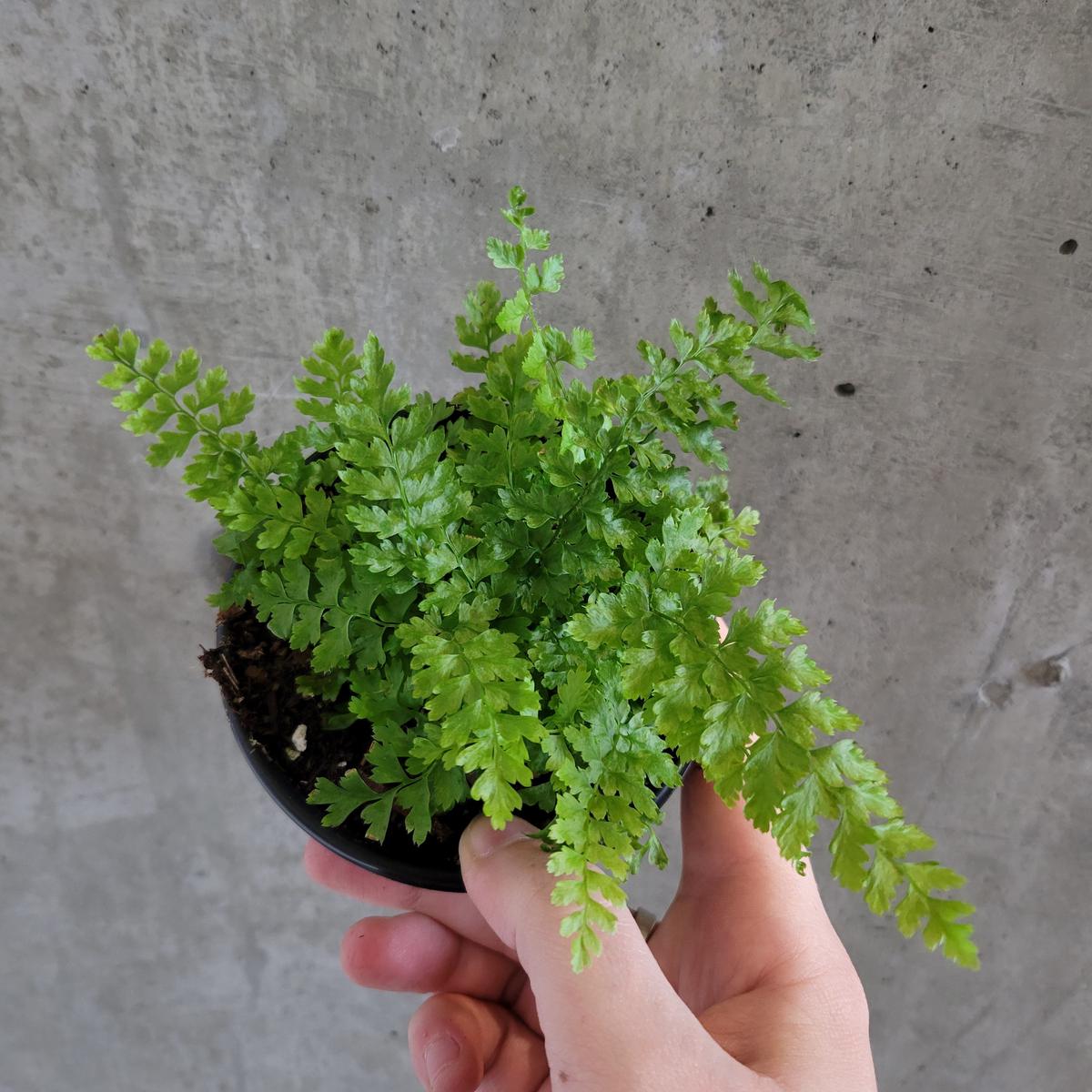 Mossy Soft Shield Fern