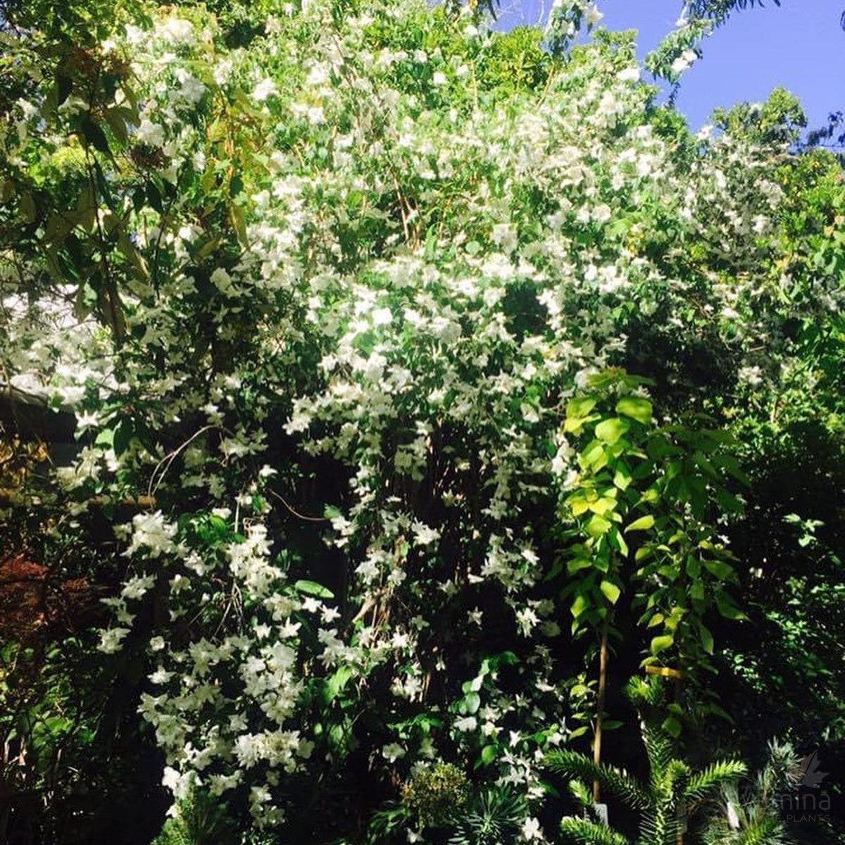 Philadelphus virginalis