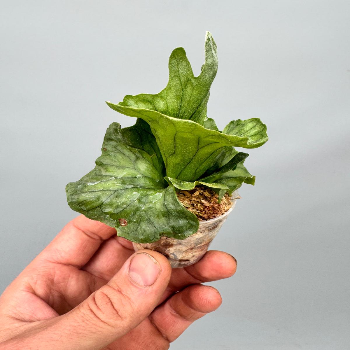 Platycerium wandae Dwarf x Curling