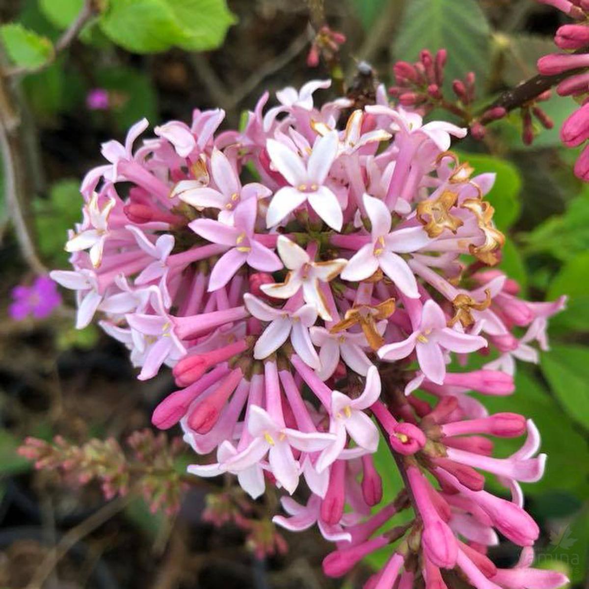 Syringa Miss Canada