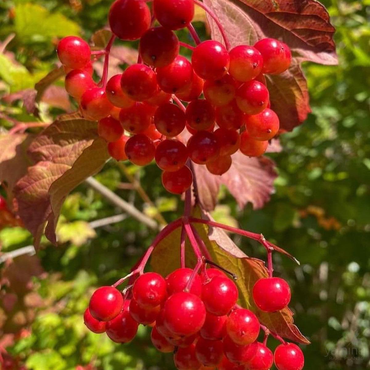 Viburnum opulus Notcutts