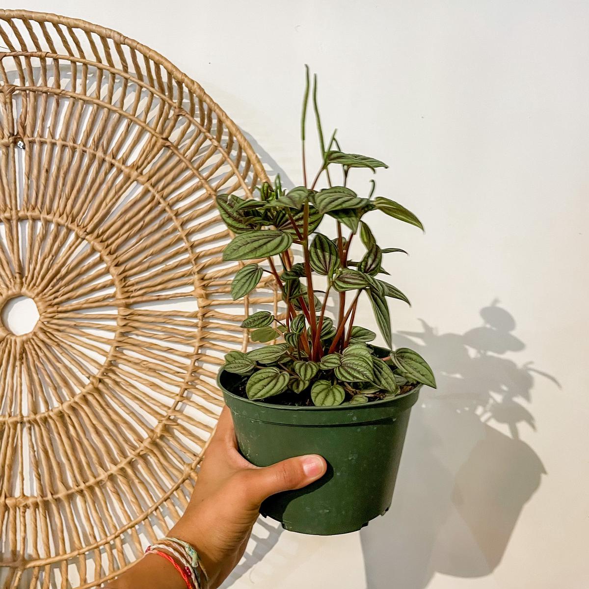 6" Peperomia 'Piccolo Banda'