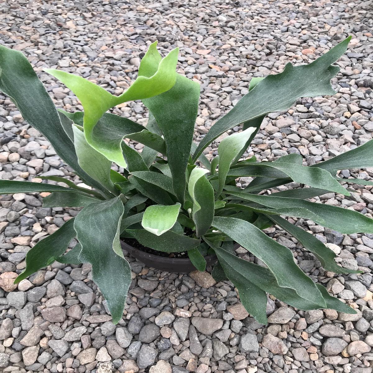 8" Fern, Staghorn XL