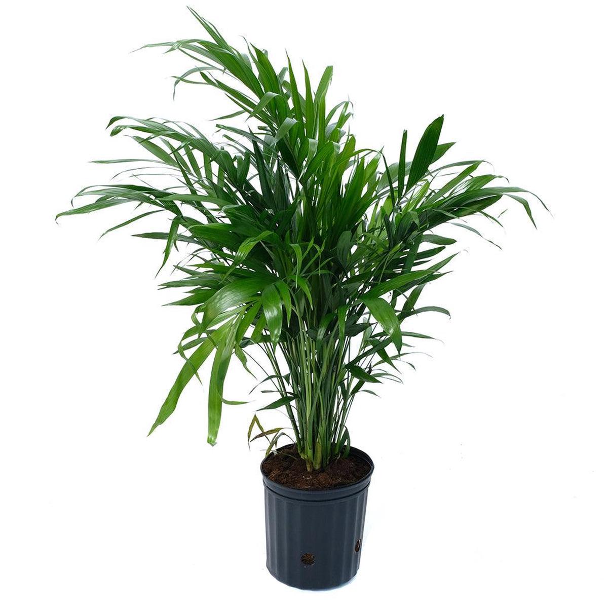Chamaedorea/Cascade Palm 10"