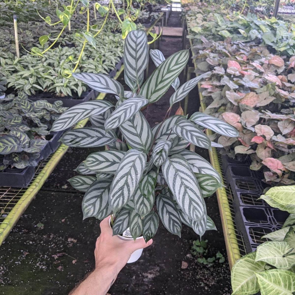 Ctenanthe setosa 'Exotica'
