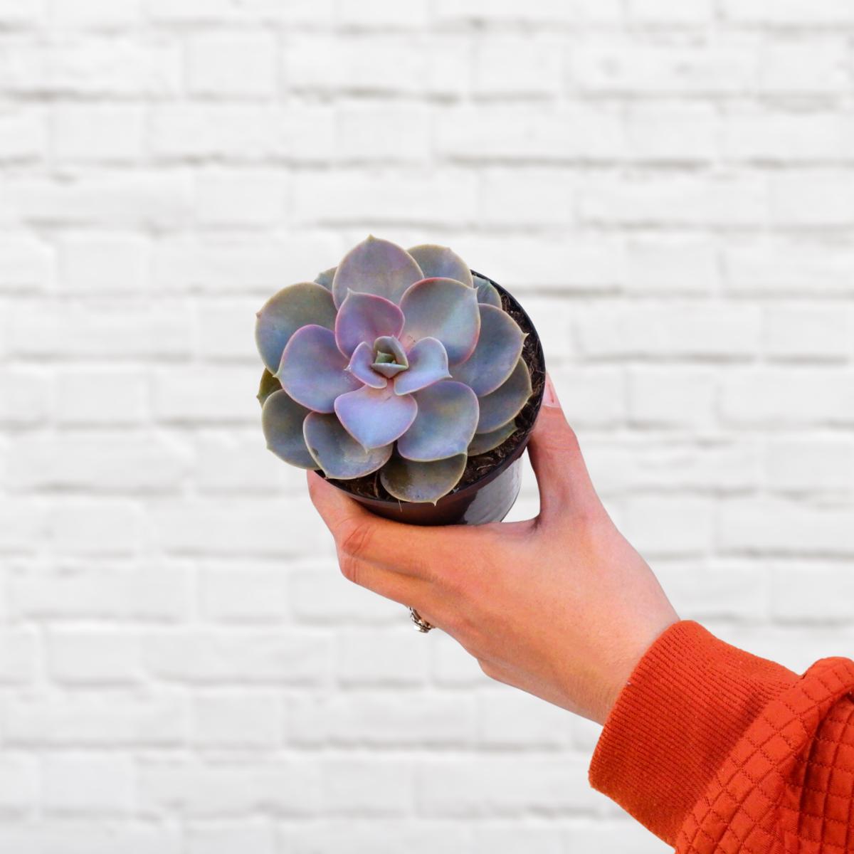 Echeveria - Perle von Neurenberg