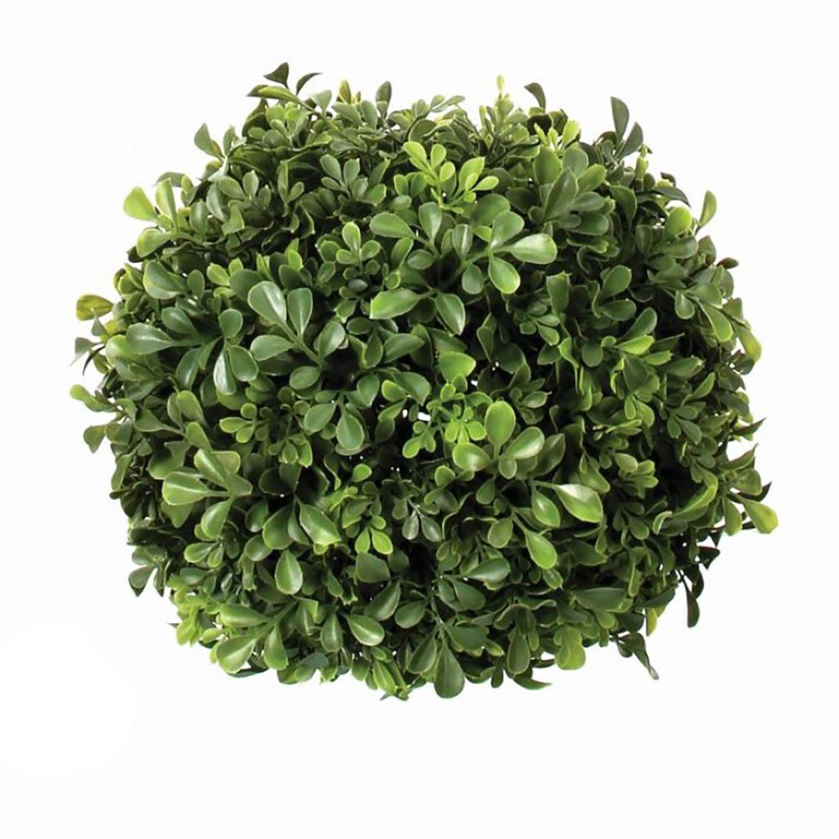 English Boxwood Ball Everlasting