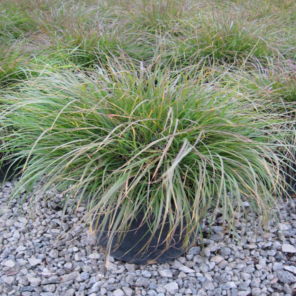 Hameln Fountain Grass (Pennisetum alopecuroides 'Hameln') - 2 gallon