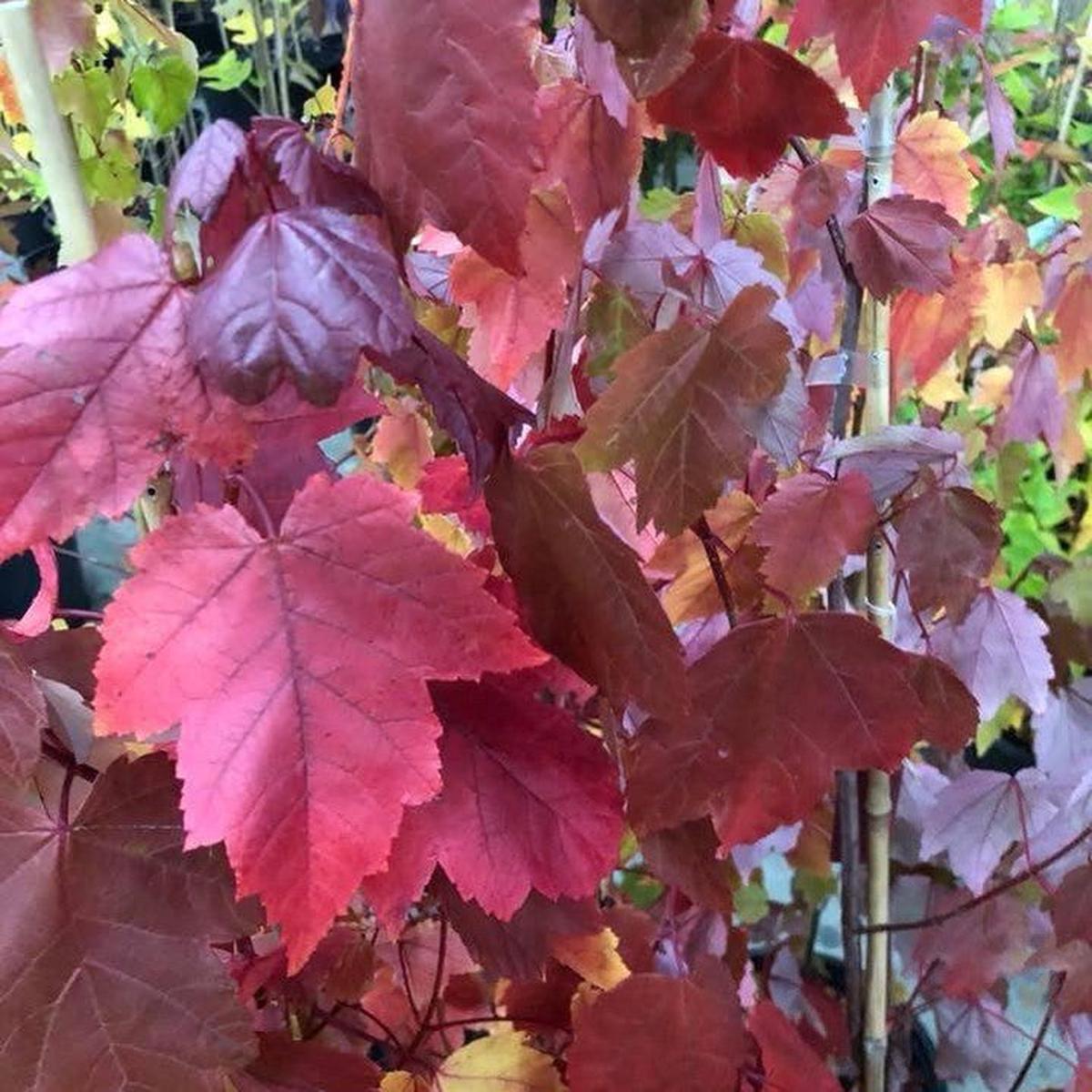 Liquidambar styraciflua Burgundy