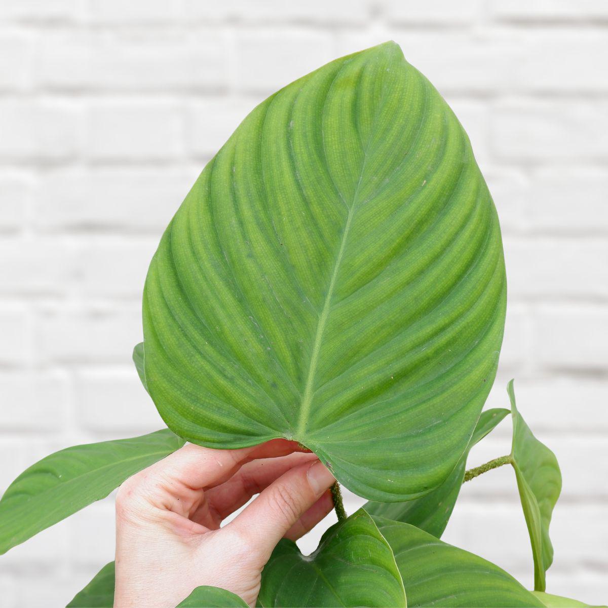 Philodendron - Fuzzy Petiole