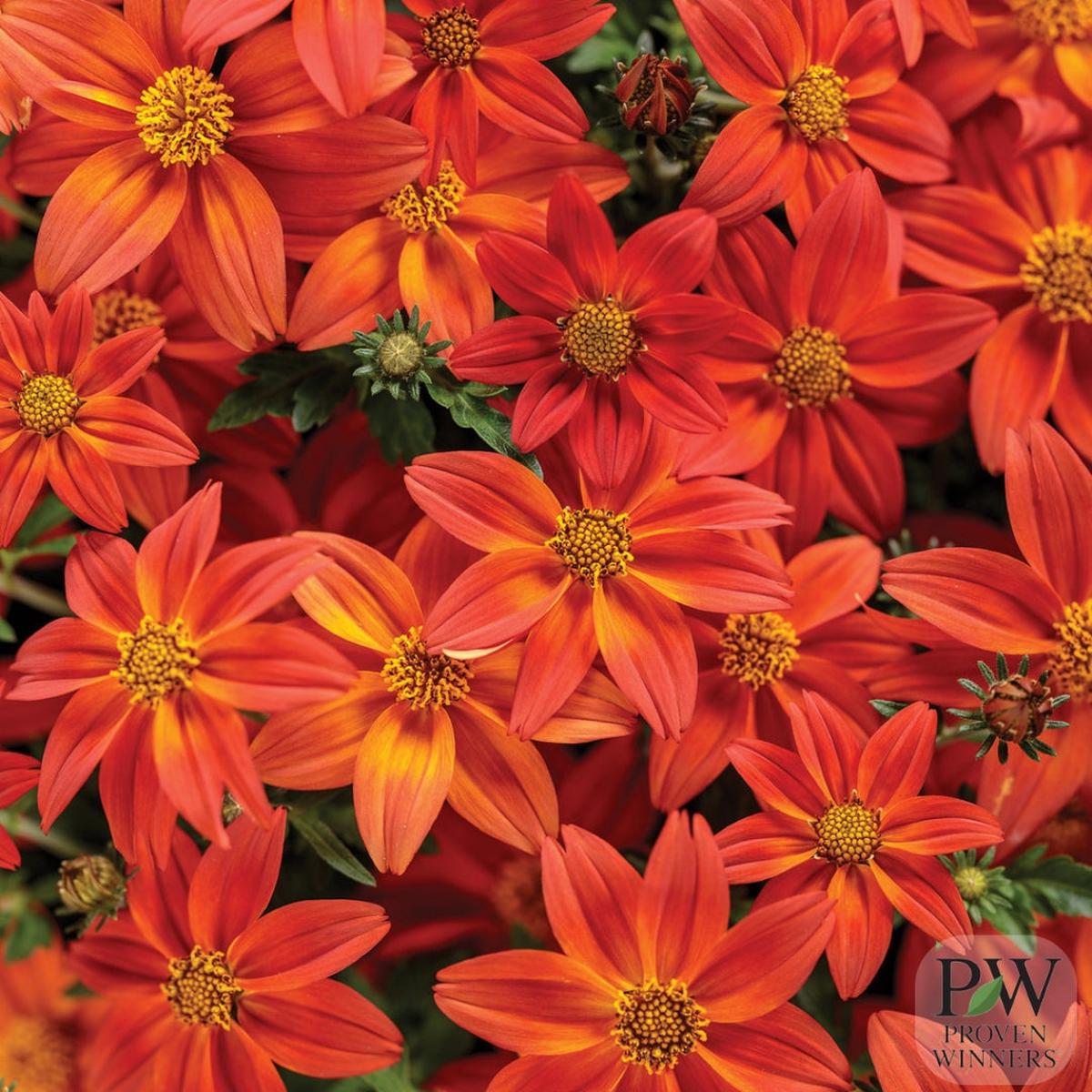 Proven Winners Bidens 'Campfire Flame' 4.5''