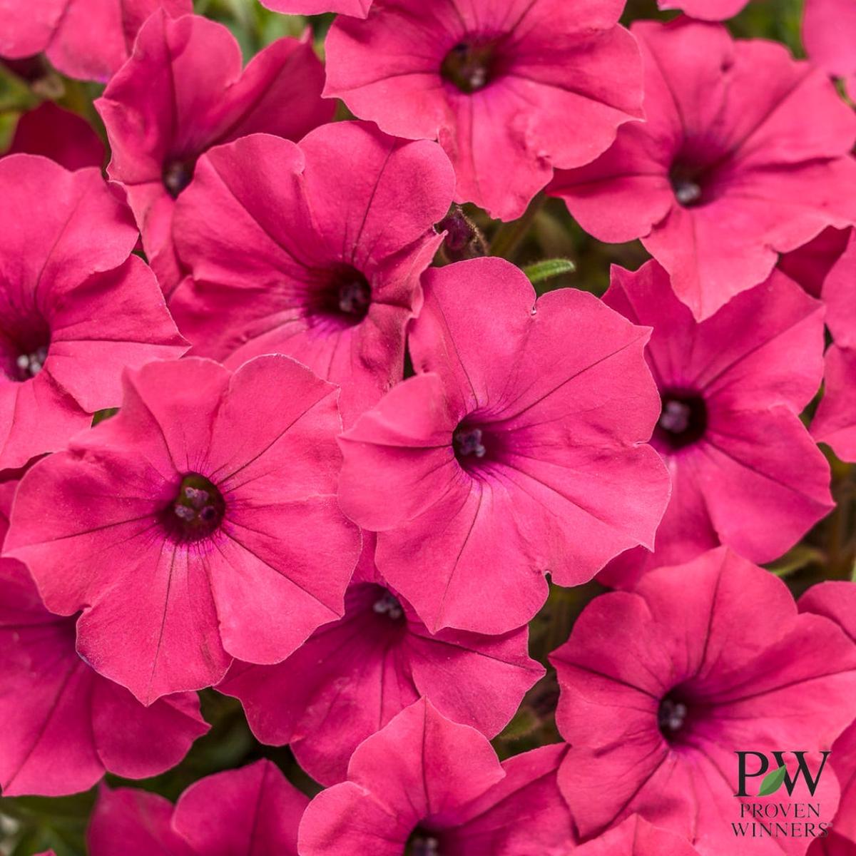 Proven Winners Petunia Supertunia Vista Fuchsia 4.5"