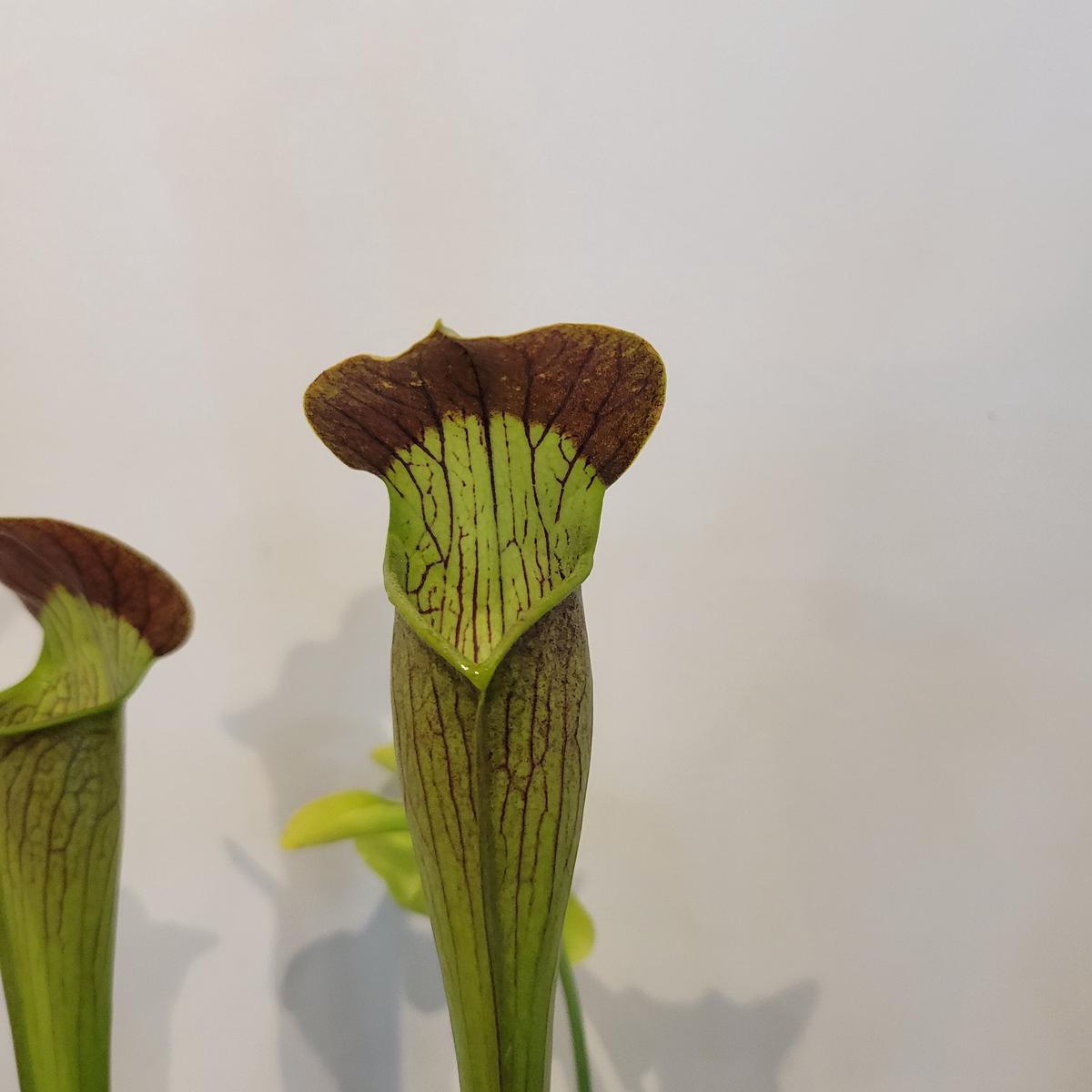 Sarracenia 'Red Tube'