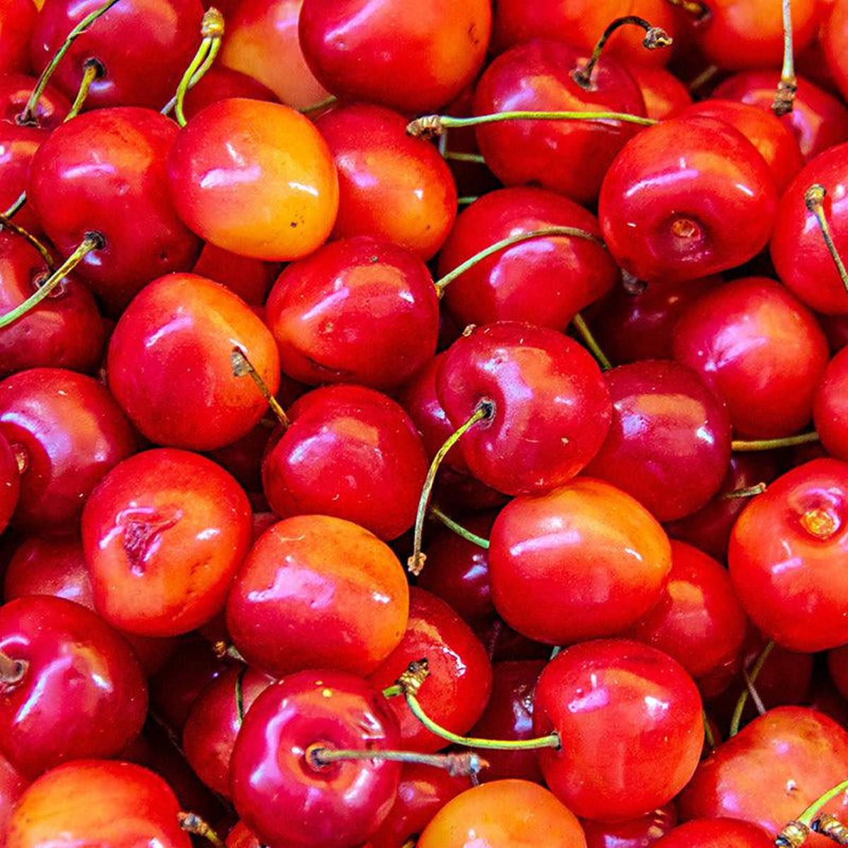 Sweet Cherry 3-in-1 Dwarf Tree