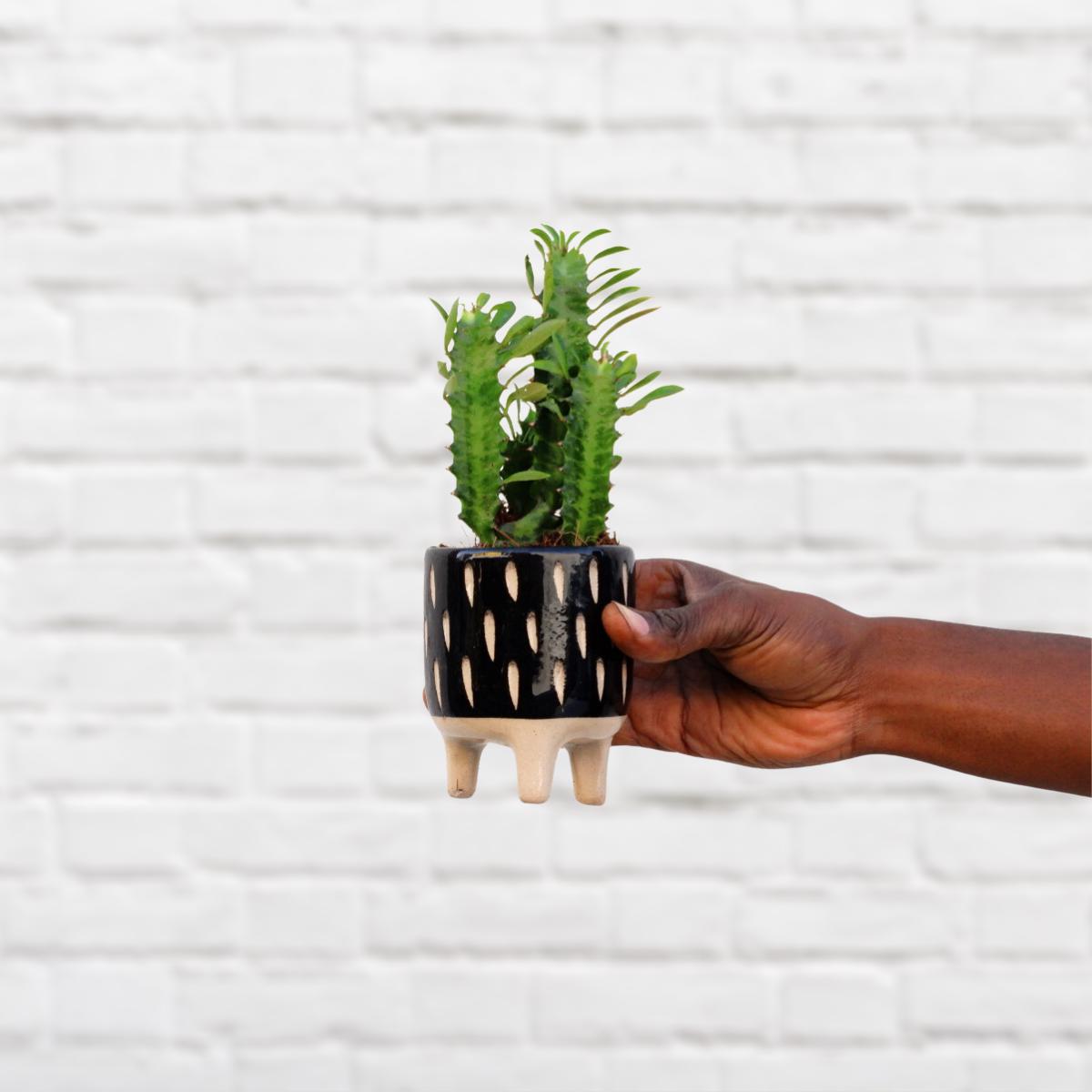 African Milk Tree - Mini