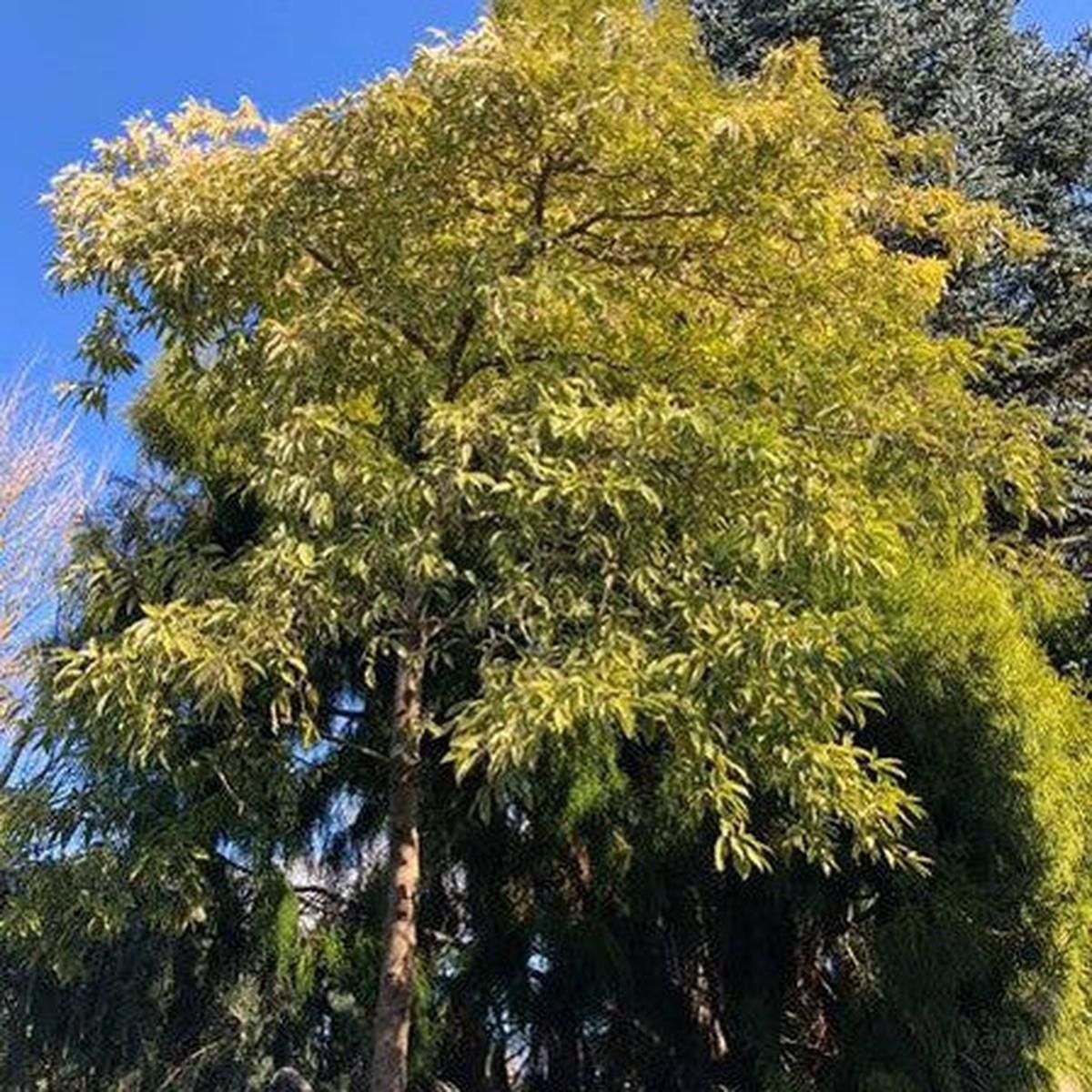 Cornus capitata Ragdoll