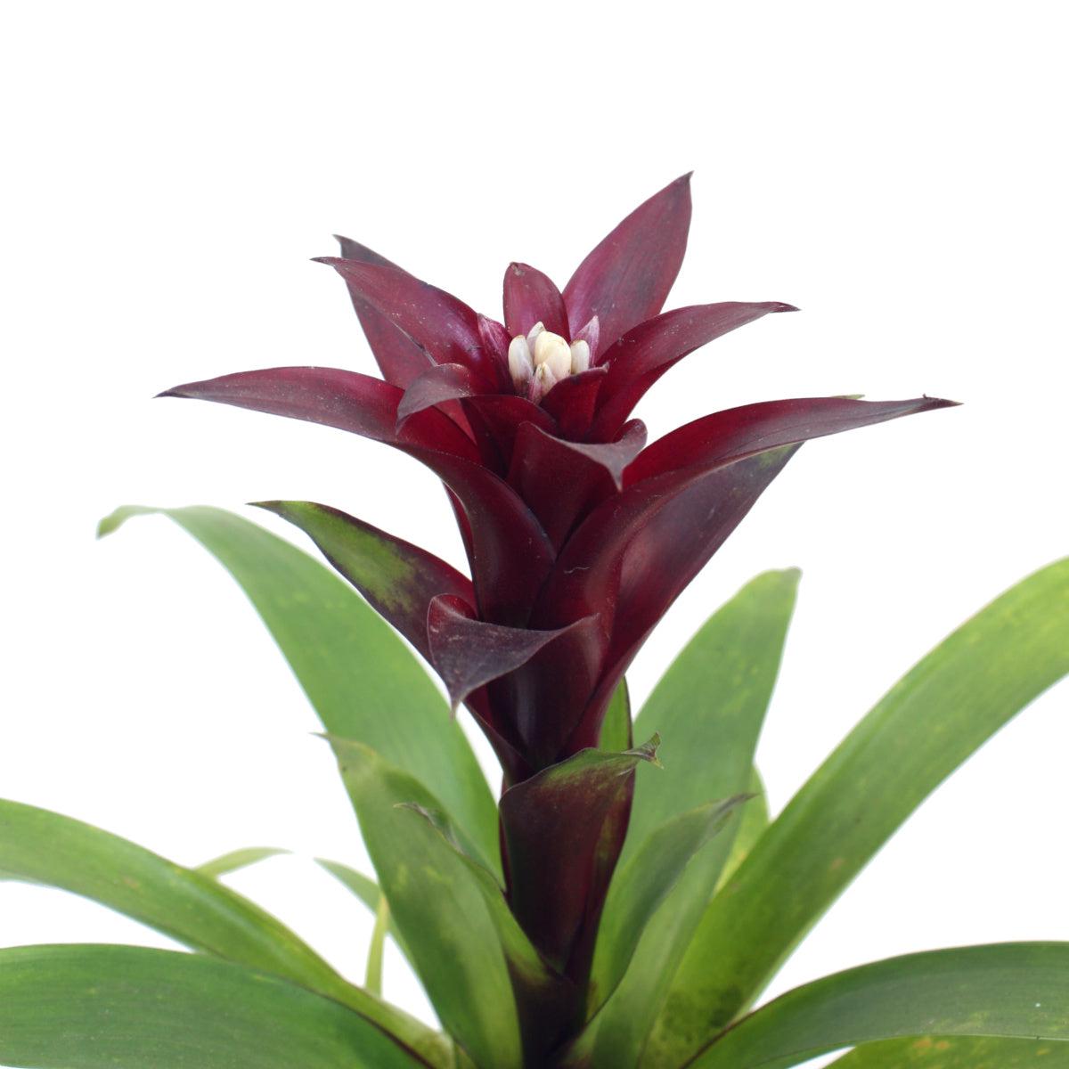Guzmania - Maroon
