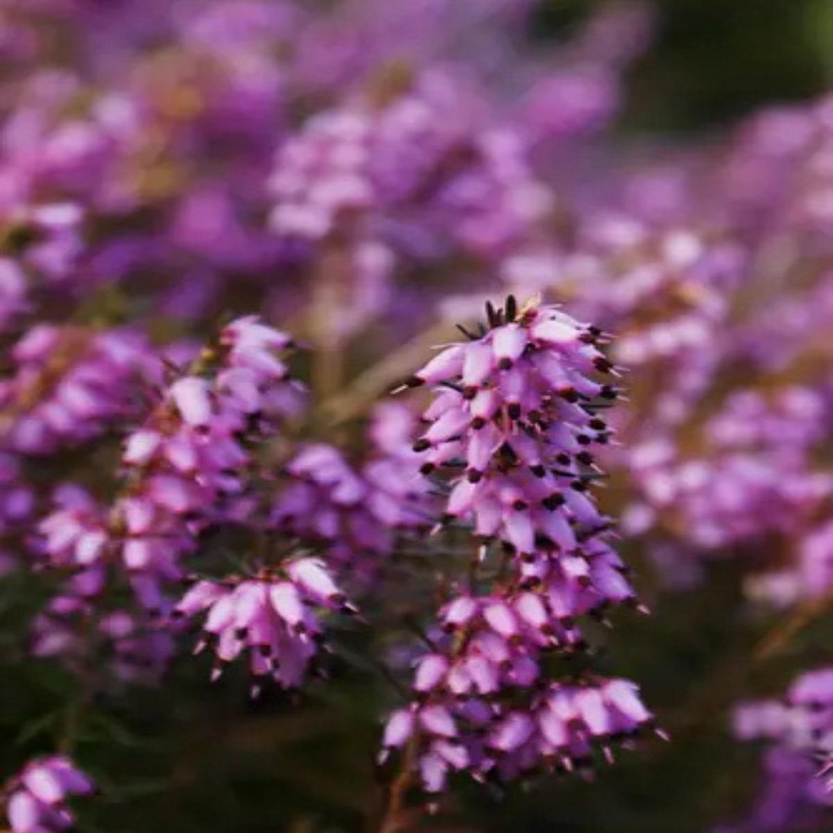 Heather Erica carnea 'Springwood Pink' 1G