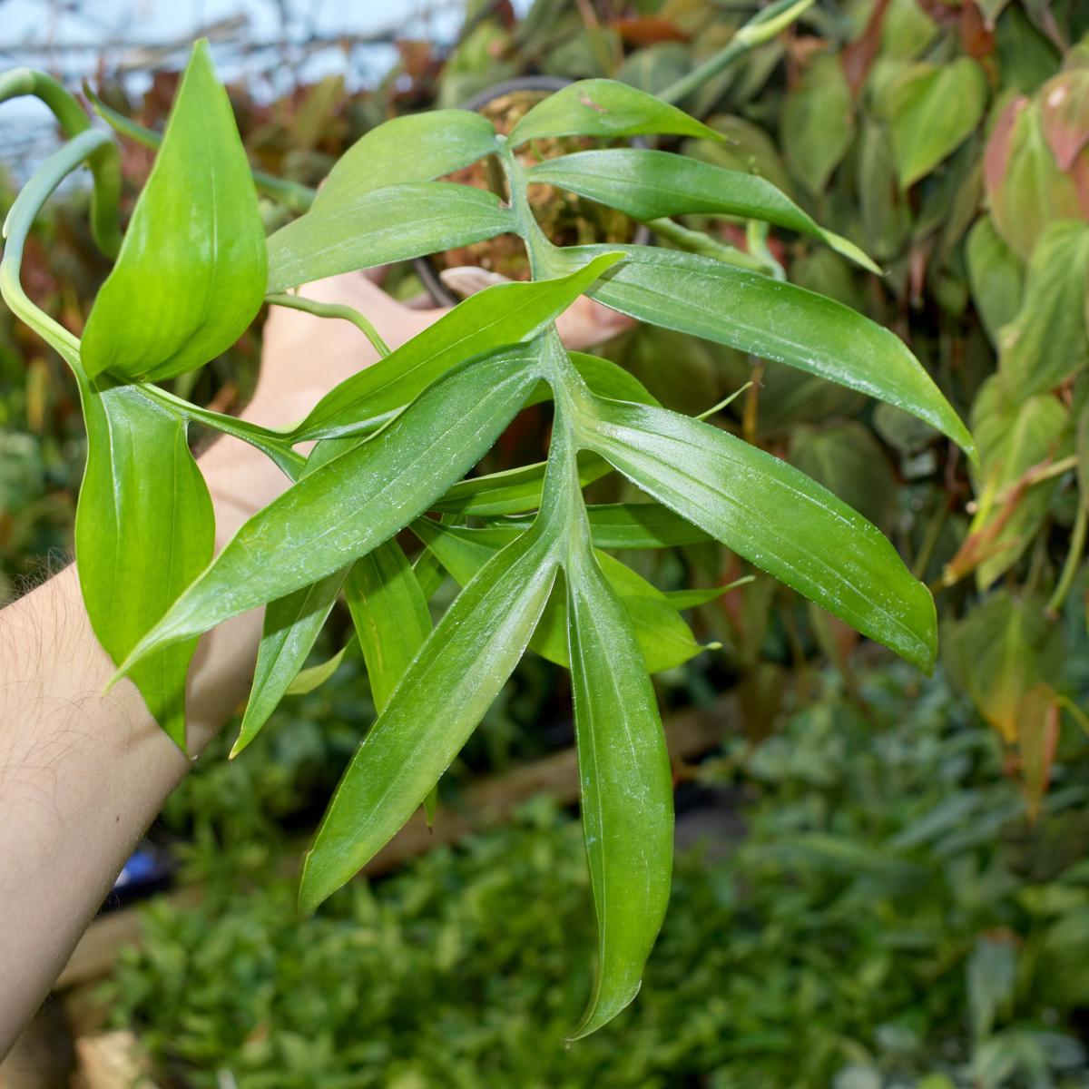 Monstera subpinnata - 3.5" Pot