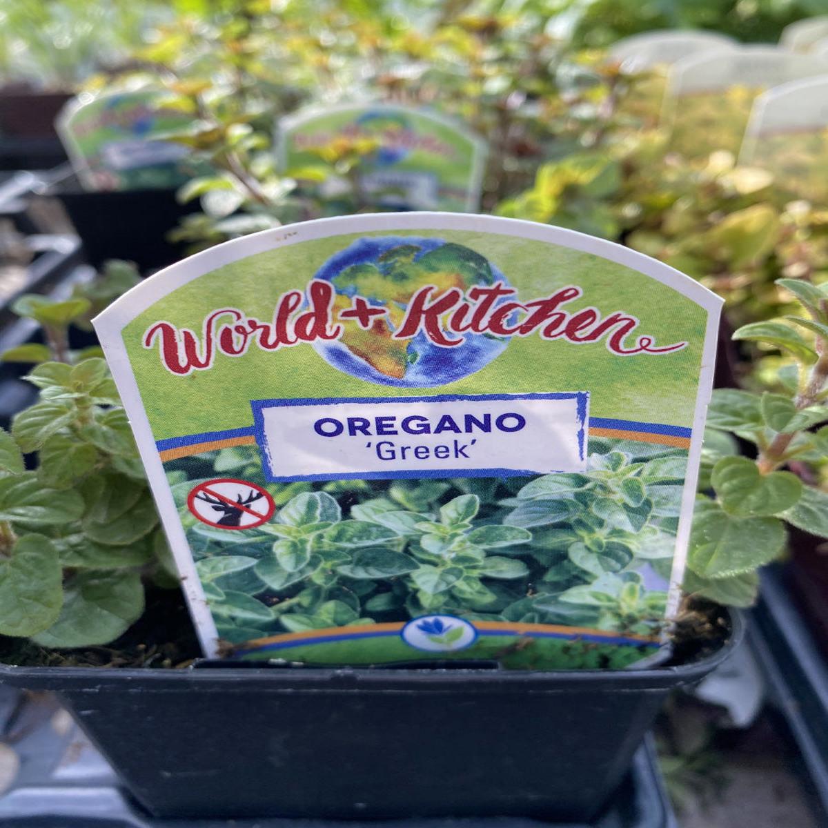 Oregano Greek 4"