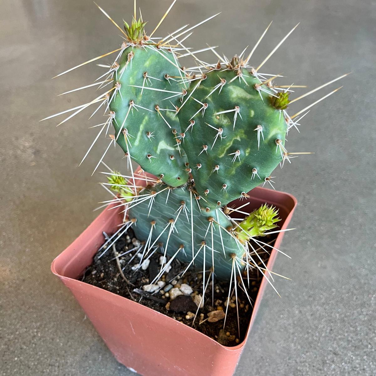 Persimmon Prickly Pear