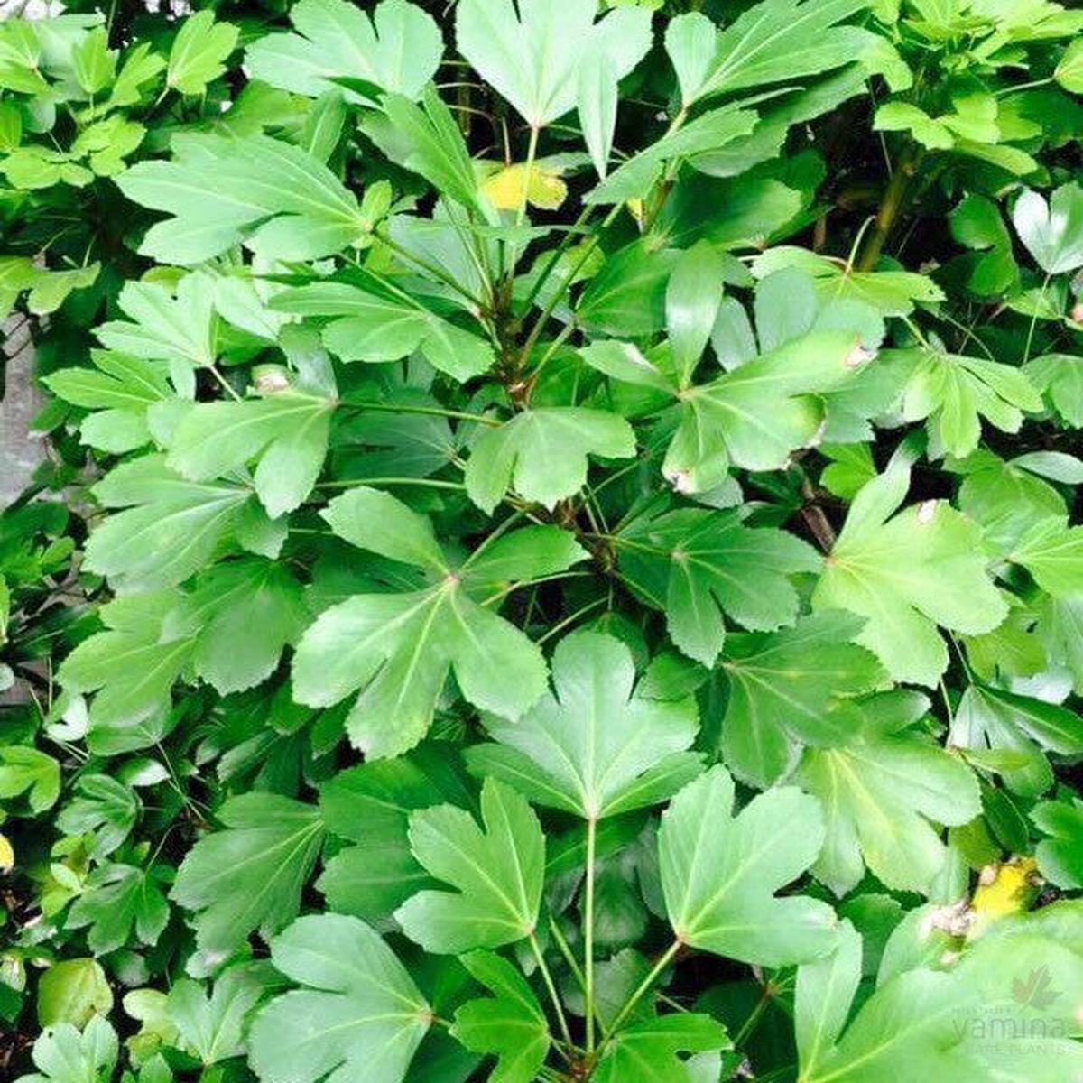 Pseudopanax lessonii Cyril Watson